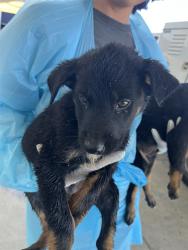 Shelter Stray Male Dog last seen Near BLOCK COTTONWOOD RD, BAKERSFIELD CA 93307, 3951 Fruitvale Ave, Bakersfield, CA 93308, USA