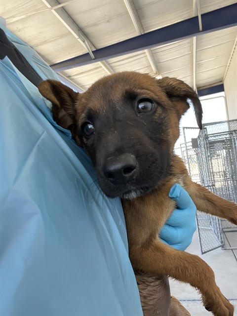 Shelter Stray Female Dog last seen Near BLOCK COTTONWOOD RD, BAKERSFIELD CA 93307, 3951 Fruitvale Ave, Bakersfield, CA 93308, USA