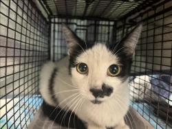 Shelter Stray Unknown Cat last seen , 957 N Gaffey St, San Pedro, CA 90731, USA