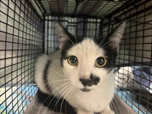 Shelter Stray Female Cat last seen , 957 N Gaffey St, San Pedro, CA 90731, USA