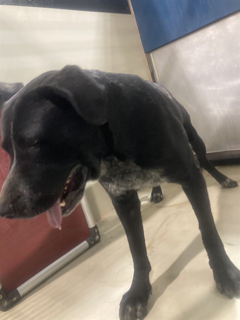 Shelter Stray Male Dog last seen Near BLOCK D ST, TAFT CA 93268, 3951 Fruitvale Ave, Bakersfield, CA 93308, USA