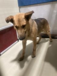 Shelter Stray Male Dog last seen Near BLOCK D ST, TAFT CA 93268, 3951 Fruitvale Ave, Bakersfield, CA 93308, USA