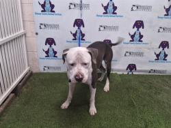 Shelter Stray Male Dog last seen , 2769 Conroy Rd, Orlando, FL 32839, USA