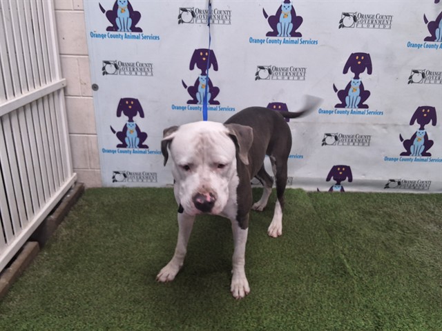 Shelter Stray Male Dog last seen , 2769 Conroy Rd, Orlando, FL 32839, USA