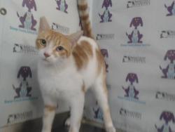 Shelter Stray Male Cat last seen , 2769 Conroy Rd, Orlando, FL 32839, USA