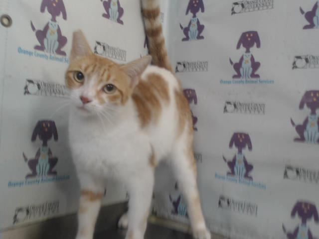 Shelter Stray Male Cat last seen , 2769 Conroy Rd, Orlando, FL 32839, USA