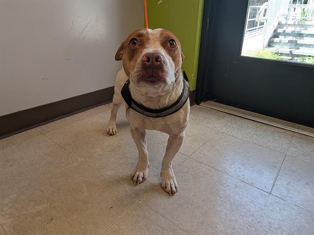 Shelter Stray Male Dog last seen Near BLOCK SE 208TH ST, KENT WA 98042, 21615 64th Ave S, Kent, WA 98032, USA