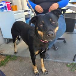 Shelter Stray Female Dog last seen Near BLOCK CANAL AVE LONG BEACH CA 90813, 7700 E Spring St, Long Beach, CA 90815, USA