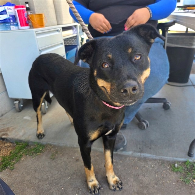 Shelter Stray Female Dog last seen Near BLOCK CANAL AVE LONG BEACH CA 90813, 7700 E Spring St, Long Beach, CA 90815, USA