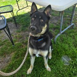 Shelter Stray Male Dog last seen Near BLK BAY SHORE AVE, LONG BEACH, CA 90803, 7700 E Spring St, Long Beach, CA 90815, USA