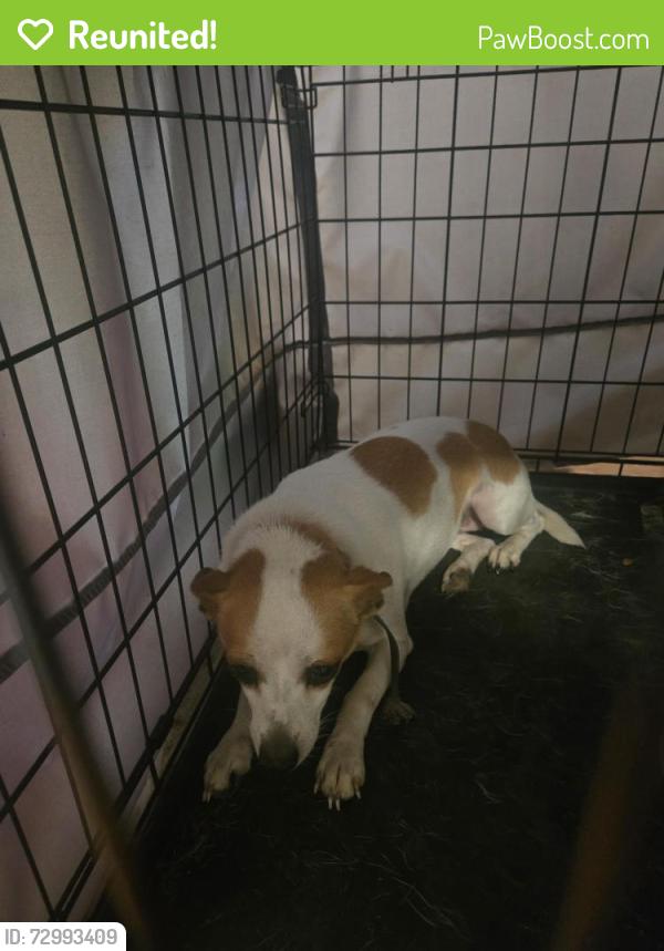 Reunited Female Dog last seen Near the end of road toward the trees/circle, Winterville, NC 28590