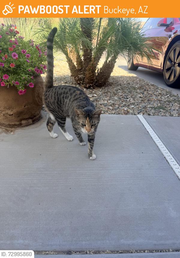 Found/Stray Female Cat last seen Windmill Village Blvd and Shadow, Buckeye, AZ 85326