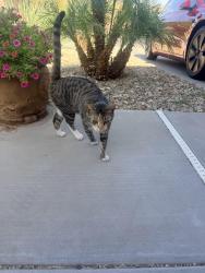 Found/Stray Female Cat last seen Windmill Village Blvd and Shadow, Buckeye, AZ 85326