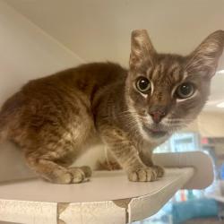 Shelter Stray Male Cat last seen Near BLOCK VICTORIA AVE, RIVERSIDE, CA, 6851 Van Buren Boulevard, Jurupa Valley, CA 92509, USA