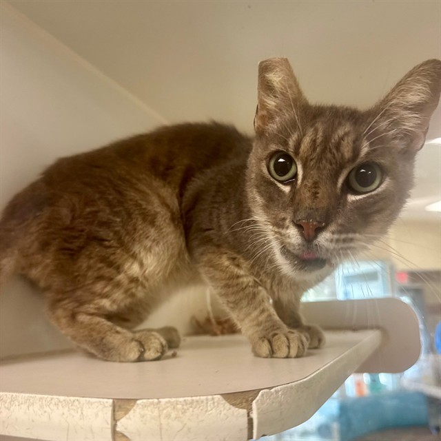 Shelter Stray Male Cat last seen Near BLOCK VICTORIA AVE, RIVERSIDE, CA, 6851 Van Buren Boulevard, Jurupa Valley, CA 92509, USA