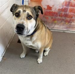 Shelter Stray Male Dog last seen Near BLOCK TUSCANNY ST, 333 Chandler Pl, San Bernardino, CA 92408, USA