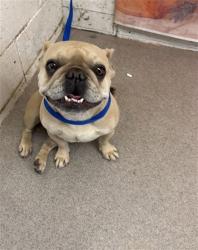 Shelter Stray Female Dog last seen Near BLOCK VALENCIA, 333 Chandler Pl, San Bernardino, CA 92408, USA