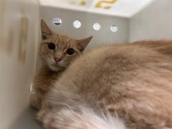 Shelter Stray Male Cat last seen Near BLOCK ORCHID DR, EASTVALE CA 92880, 6851 Van Buren Boulevard, Jurupa Valley, CA 92509, USA