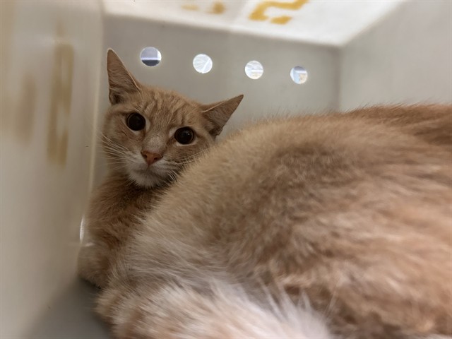 Shelter Stray Male Cat last seen Near BLOCK ORCHID DR, EASTVALE CA 92880, 6851 Van Buren Boulevard, Jurupa Valley, CA 92509, USA
