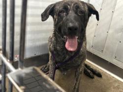 Shelter Stray Male Dog last seen Near BLOCK N WATERMAN, 333 Chandler Pl, San Bernardino, CA 92408, USA
