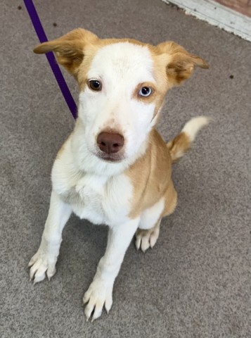 Shelter Stray Male Dog last seen FOOD 4 LESS ON E AND SECOND ST, 333 Chandler Pl, San Bernardino, CA 92408, USA