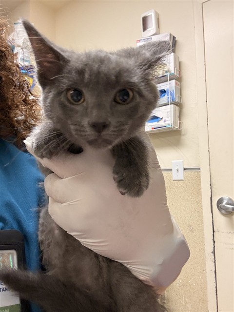 Shelter Stray Female Cat last seen Near BLOCK COLLETT AVE, RIVERSIDE CA 92505, 6851 Van Buren Boulevard, Jurupa Valley, CA 92509, USA