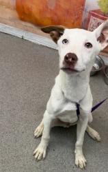Shelter Stray Male Dog last seen FOOD 4 LESS ON E AND SECOND ST, 333 Chandler Pl, San Bernardino, CA 92408, USA