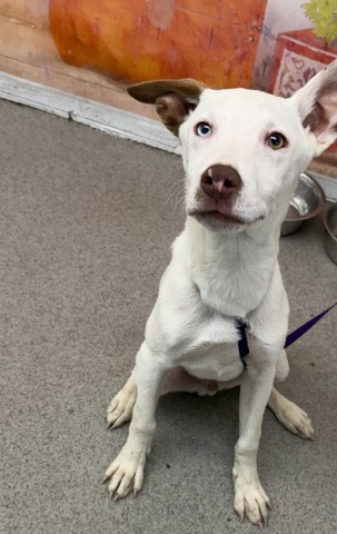 Shelter Stray Male Dog last seen FOOD 4 LESS ON E AND SECOND ST, 333 Chandler Pl, San Bernardino, CA 92408, USA