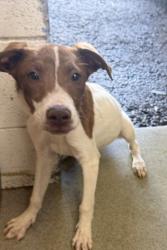 Shelter Stray Male Dog last seen FOOD 4 LESS ON E AND SECOND ST, 333 Chandler Pl, San Bernardino, CA 92408, USA