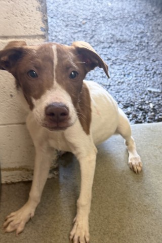 Shelter Stray Male Dog last seen FOOD 4 LESS ON E AND SECOND ST, 333 Chandler Pl, San Bernardino, CA 92408, USA