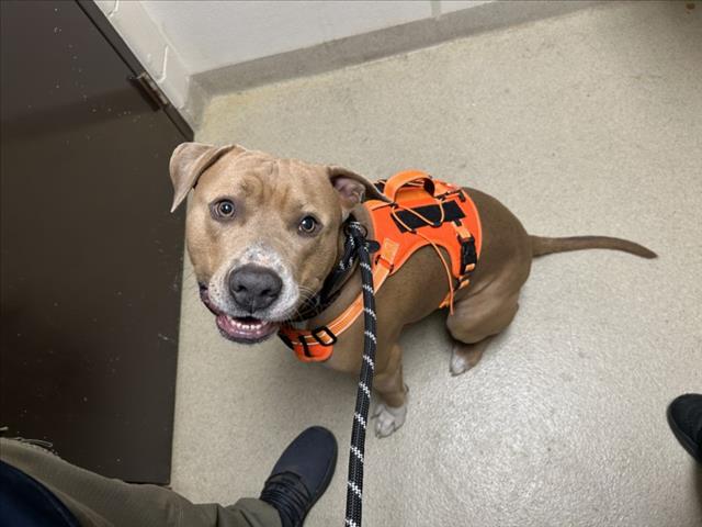 Shelter Stray Male Dog last seen Near ESTES DR, CARRBORO NC 27510, 1601 Eubanks Rd, Chapel Hill, NC 27516, USA