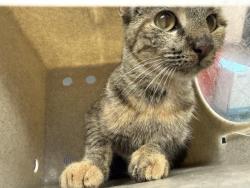 Shelter Stray Female Cat last seen Near BLOCK DIANE DR, LA QUINTA, Thousand Palms, CA, USA
