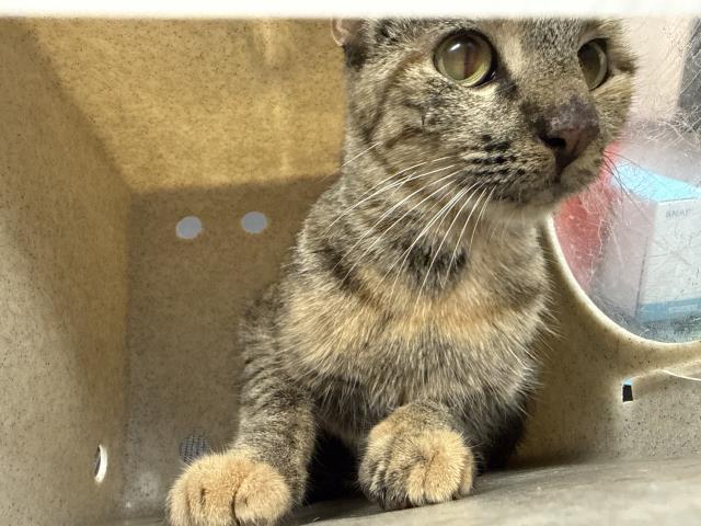 Shelter Stray Female Cat last seen Near BLOCK DIANE DR, LA QUINTA, Thousand Palms, CA, USA