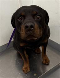 Shelter Stray Male Dog last seen Near BLOCK LAKE PERRIS, LAKE PERRIS, CA, San Jacinto, CA 92582, USA