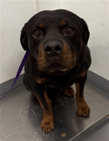 Shelter Stray Male Dog last seen Near BLOCK LAKE PERRIS, LAKE PERRIS, CA, San Jacinto, CA 92582, USA