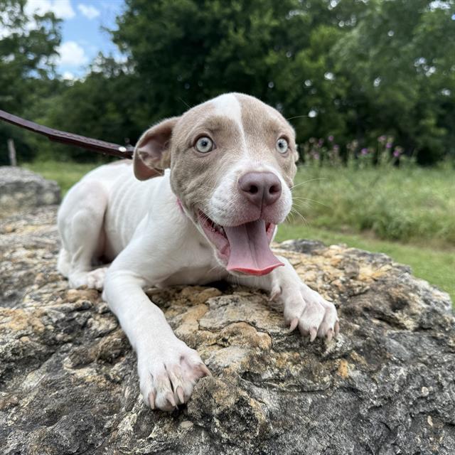 Shelter Stray Female Dog last seen , 4710 TX-151, San Antonio, TX 78227, USA