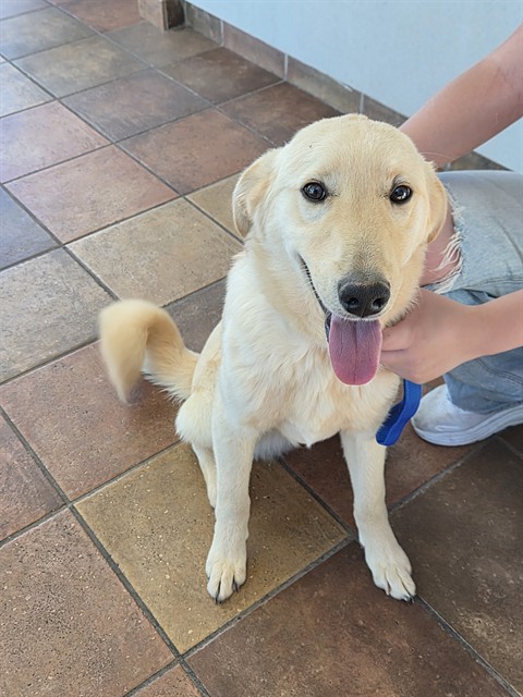 Shelter Stray Male Dog last seen Near BLOCK THRASHER CT, PUEBLO CO 81008, 4600 Eagleridge Pl, Pueblo, CO 81008, USA