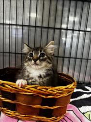 Shelter Stray Female Cat last seen , 14409 Vanowen St, Van Nuys, CA 91405, USA