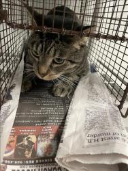 Shelter Stray Male Cat last seen , 14409 Vanowen St, Van Nuys, CA 91405, USA