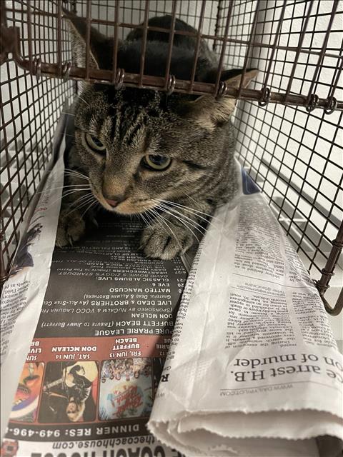 Shelter Stray Male Cat last seen , 14409 Vanowen St, Van Nuys, CA 91405, USA