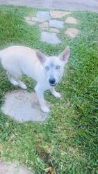 Found/Stray Male Dog last seen Westheimer and Gesnner, Houston, TX 77063
