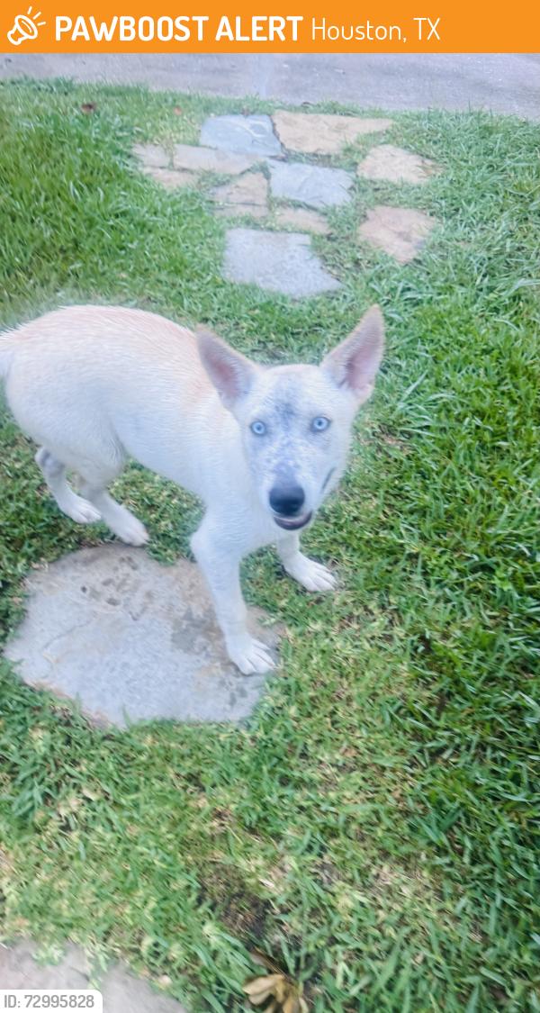 Found/Stray Male Dog last seen Westheimer and Gesnner, Houston, TX 77063