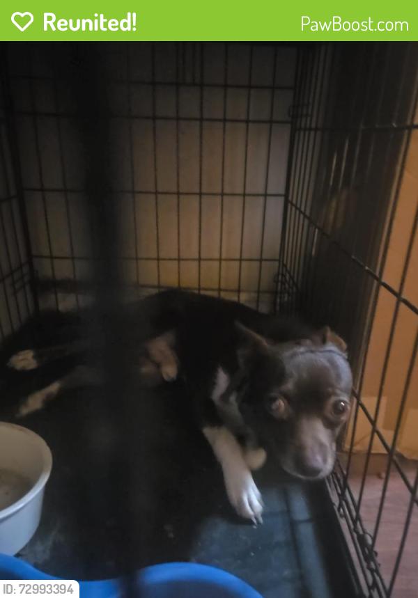 Reunited Male Dog last seen Near the end of road toward the trees/circle, Winterville, NC 28590