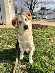 Lost Male Dog last seen The Crossby at town center , Sanford, FL 32771