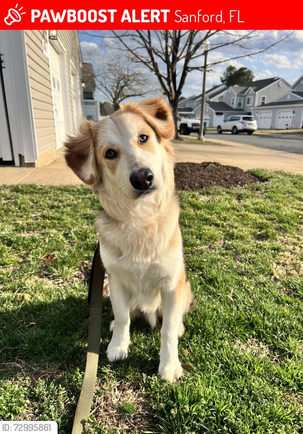 Lost Male Dog last seen The Crossby at town center , Sanford, FL 32771
