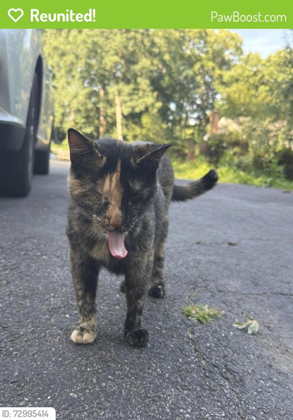 Reunited Unknown Cat last seen Brewster and Dragana , Henrico County, VA 23233
