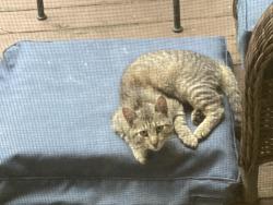 Found/Stray Unknown Cat last seen Griggstown Causeway, Princeton, NJ 08540