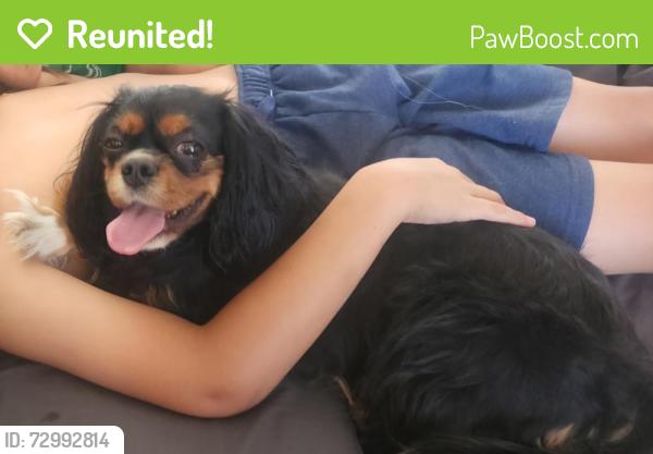 Reunited Female Dog last seen Pebble & pecos, Henderson, NV 89074