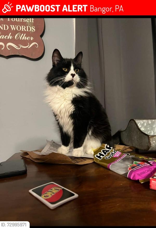 Lost Male Cat last seen garibaldi Avenue, Bangor, PA 18013