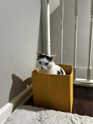 Reunited Male Cat last seen At Nesbitt dr and Sterling St, Norfolk, VA 23505